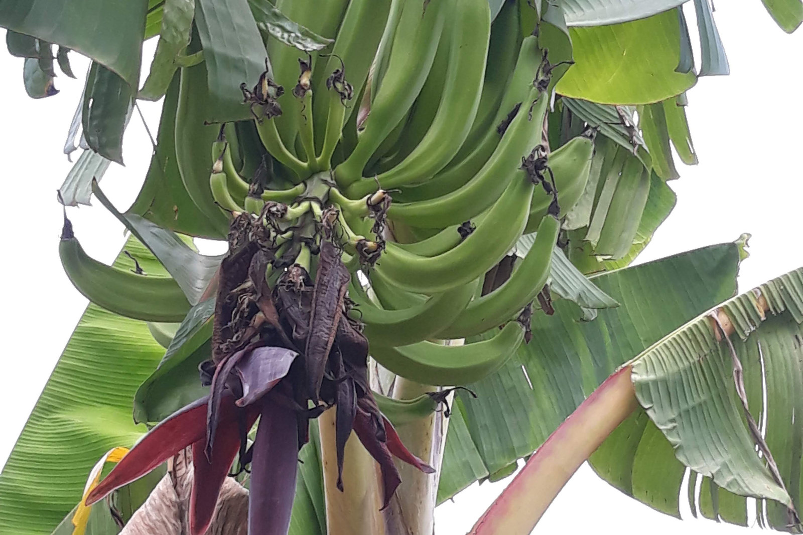 The 5-acre organic farm