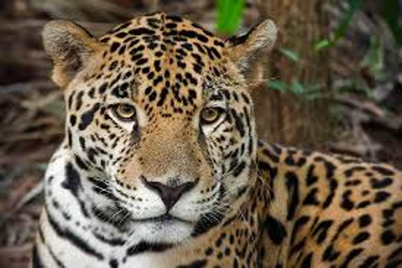 The Belize Zoo