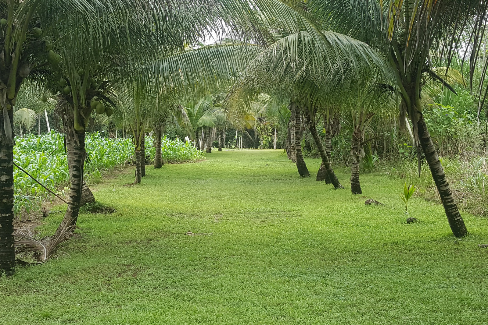 Ghan Eden photo 3